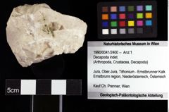 Foto (Objket + Etiketten) von Decapoda indet. 